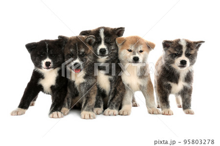 Cute Akita inu puppies on white background. Friendly dogs Cute Akita inu puppies on white background. Friendly dogs 95803278