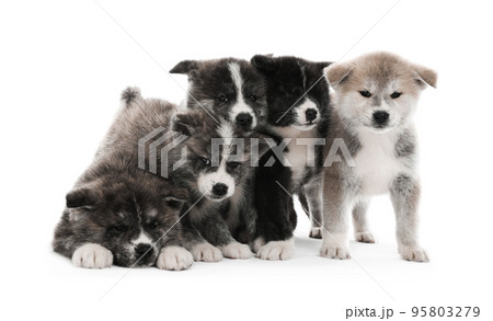 Cute Akita inu puppies on white background. Friendly dogs 95803279