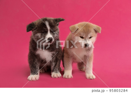 Cute Akita inu puppies on pink background. Friendly dogs 95803284