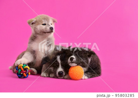 Cute Akita inu puppies with toys on pink background. Friendly dogs 95803285