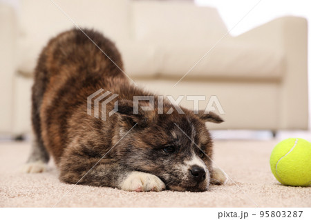 Cute Akita inu puppy with ball indoors. Playful dog 95803287