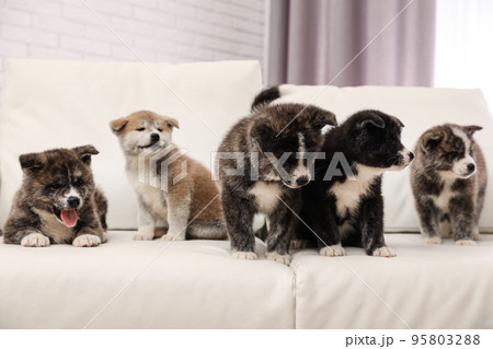 Cute Akita inu puppies on sofa indoors. Friendly dogs 95803288