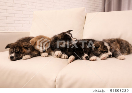Cute Akita inu puppies on sofa indoors. Friendly dogs 95803289