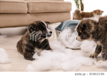 Cute Akita inu puppies playing with ripped pillow filler indoors. Mischievous dogs 95803290