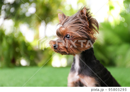 Cute Yorkshire terrier in garden. Lovely dog 95803293
