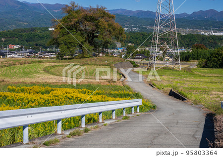 神山町の農村風景　初秋のわに塚のサクラ 95803364