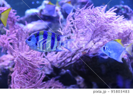 Beautiful tropical fishes in clear aquarium water Beautiful tropical fishes in clear aquarium water 95803483
