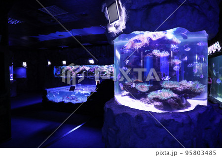 Beautiful sergeant major fish swimming in large aquarium Beautiful sergeant major fish swimming in large aquarium 95803485