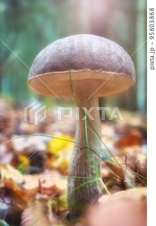 Close up picture of an edible mushroom in a forest, selective focus on the cap. Close up picture of an edible mushroom in a forest, selective focus on the cap. 95803868
