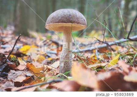 Close up picture of an edible mushroom in a forest, selective focus on the cap. Close up picture of an edible mushroom in a forest, selective focus on the cap. 95803869