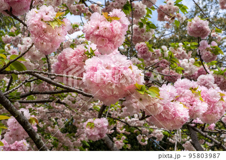 舞鶴公園に咲くイトククリ 舞鶴公園に咲くイトククリ 95803987