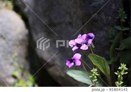 小諸城址に咲いていたスミレの花 95804145