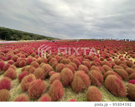 コキアのグラデーション 95804392