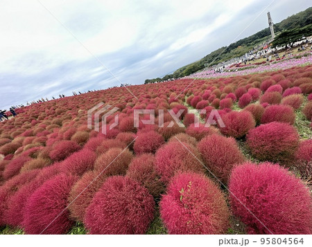 コキアの集合 95804564