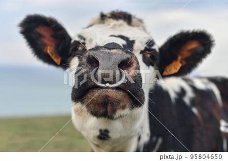 Spotted cow with a pierced nose in Normandy 95804650