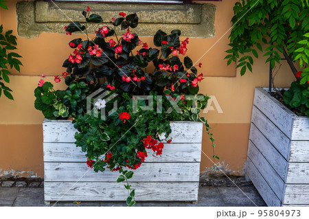 decorating window sills on the street side red geranium in flowerpots. Blooming red Pelargonium hortorum 95804973
