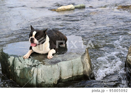 川遊びの人気スポットときがわ町の都幾川の飛び石に伏せて可愛く見つめるボストンテリアのマイティ君♡ 川遊びの人気スポットときがわ町の都幾川の飛び石に伏せて可愛く見つめるボストンテリアのマイティ君♡ 95805092