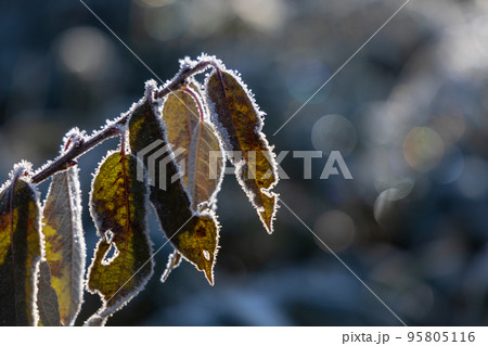 冬景色　草の上の朝の霜 95805116