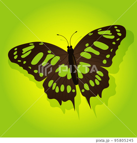 Bright butterfly on a colored background with a shadow. Bright butterfly on a colored background with a shadow. 95805245
