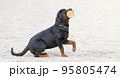 Rottweiler dog on white sand. Beautiful thoroughbred security Dog portrait outdoors close up. The cable sits in profile. Training for security. No people. Summer day 95805474