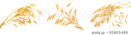 oat spike or ears isolated on white background close-up oat spike or ears isolated on white background close-up 95805489