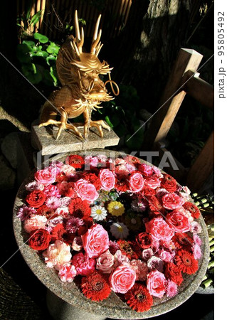 縁結びの神を祀る御社… 新潟の総鎮守【白山神社】の華手水 95805492