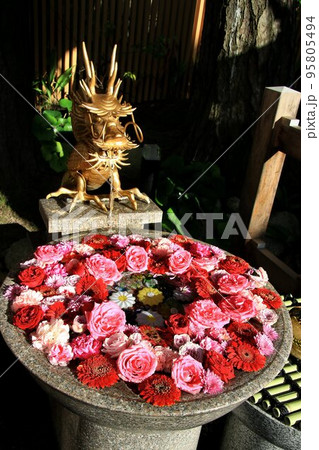 縁結びの神を祀る御社… 新潟の総鎮守【白山神社】の華手水 95805494