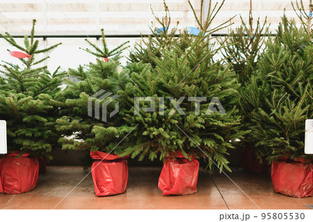 Christmas trees in a red pots for sale on a shop Christmas trees in a red pots for sale on a shop 95805530
