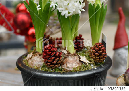 Christmas composition with hyacinths in a pot 95805532