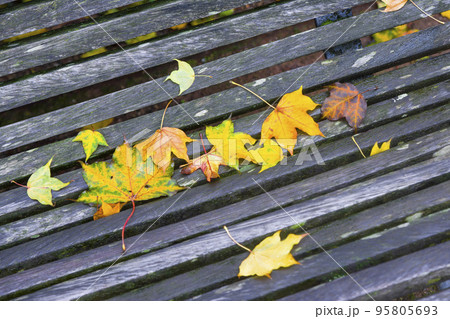 Autumn maple leaves of differents color on the bench Autumn maple leaves of differents color on the bench 95805693