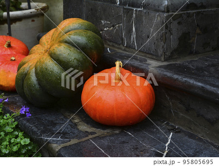 Thanksgiving - harvest of different pumpkins 95805695