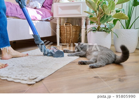 Cleaning house with vacuum cleaner, female with pet cat Cleaning house with vacuum cleaner, female with pet cat 95805990