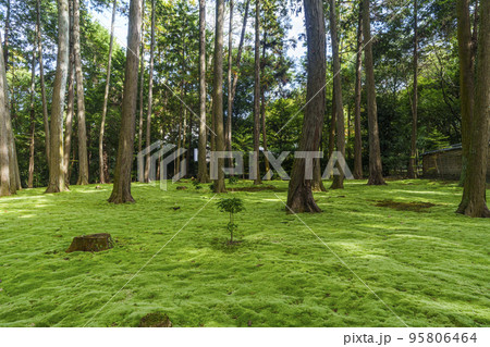 奈良市 唐招提寺 鑑真和上御廟 苔庭 奈良市 唐招提寺 鑑真和上御廟 苔庭 95806464