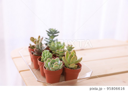 多肉植物 95806616