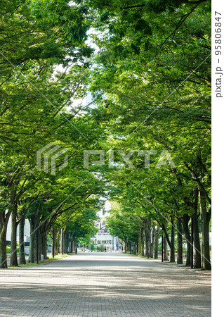 秋晴れの代々木公園ケヤキ並木(東京都渋谷区) 秋晴れの代々木公園ケヤキ並木(東京都渋谷区) 95806847