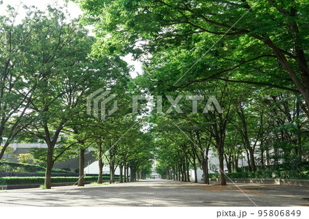 秋晴れの代々木公園ケヤキ並木（東京都渋谷区） 95806849