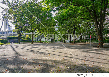 秋晴れの代々木公園ケヤキ並木(東京都渋谷区) 秋晴れの代々木公園ケヤキ並木(東京都渋谷区) 95806850