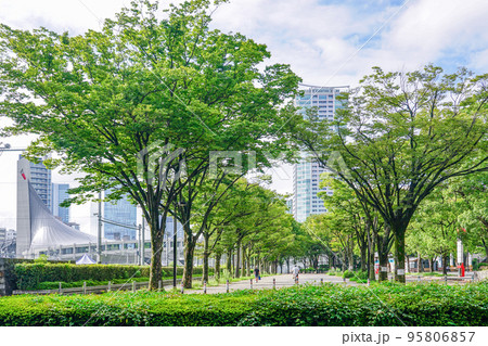 秋晴れの代々木公園ケヤキ並木（東京都渋谷区） 95806857
