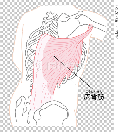 背闊肌插畫 背闊肌插畫 95807183