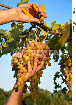 Closeup of farmer hands harvesting grapes outdoors Closeup of farmer hands harvesting grapes outdoors 95807233