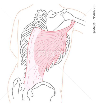 広背筋イラスト 名称無しのイラスト素材