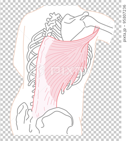 Latissimus dorsi illustration No name 95807236