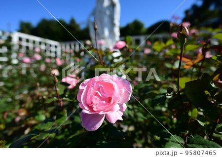 ピンク色の薔薇の群生とスタチュー ピンク色の薔薇の群生とスタチュー 95807465