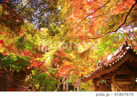 牛滝山 山中にある大威徳寺(大阪府岸和田市)の紅葉 牛滝山 山中にある大威徳寺(大阪府岸和田市)の紅葉 95807670