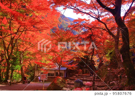 牛滝山　山中にある大威徳寺（大阪府岸和田市）の紅葉 95807676