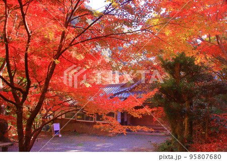 牛滝山　山中にある大威徳寺（大阪府岸和田市）の紅葉 95807680