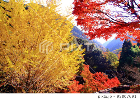 牛滝山　山中にある大威徳寺（大阪府岸和田市）の紅葉 95807691