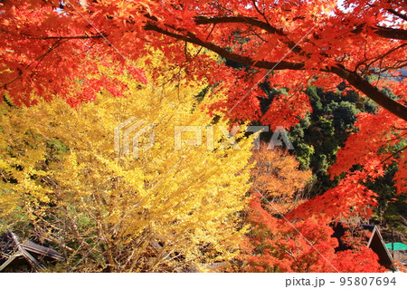 牛滝山 山中にある大威徳寺(大阪府岸和田市)の紅葉 牛滝山 山中にある大威徳寺(大阪府岸和田市)の紅葉 95807694