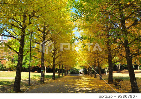 神奈川県藤沢市　御殿辺公園の黄葉イチョウ並木 95807907