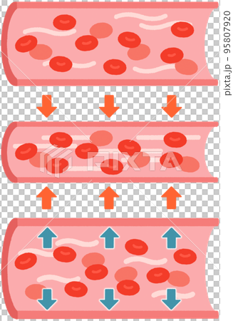 血管(正常/収縮/拡張) 血管(正常/収縮/拡張) 95807920